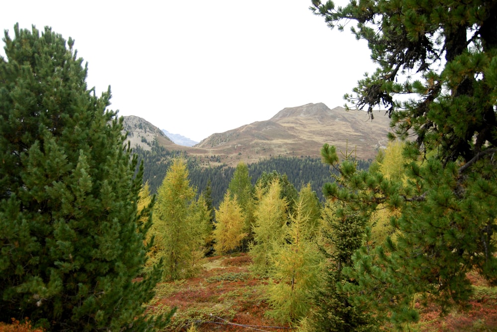 a view of a mountain range through some trees