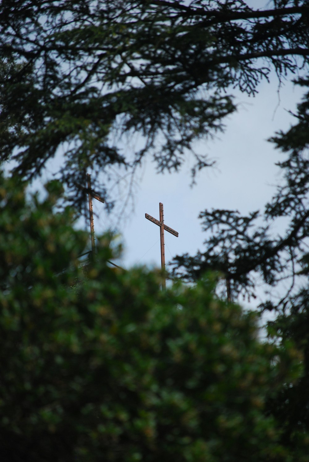 Une croix est vue à travers les branches d’un arbre