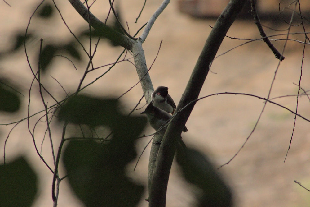 un petit oiseau perché au sommet d’une branche d’arbre