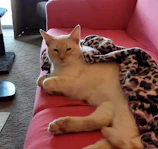 A sleek cat dressed in a vibrant pink dress with floral patterns, lounging on a soft pastel blanket.