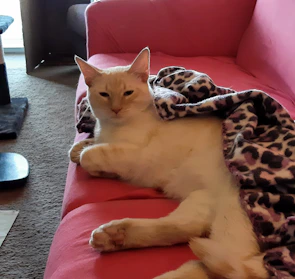 A playful cat dressed in a vibrant pink dress lounging on a cozy couch.