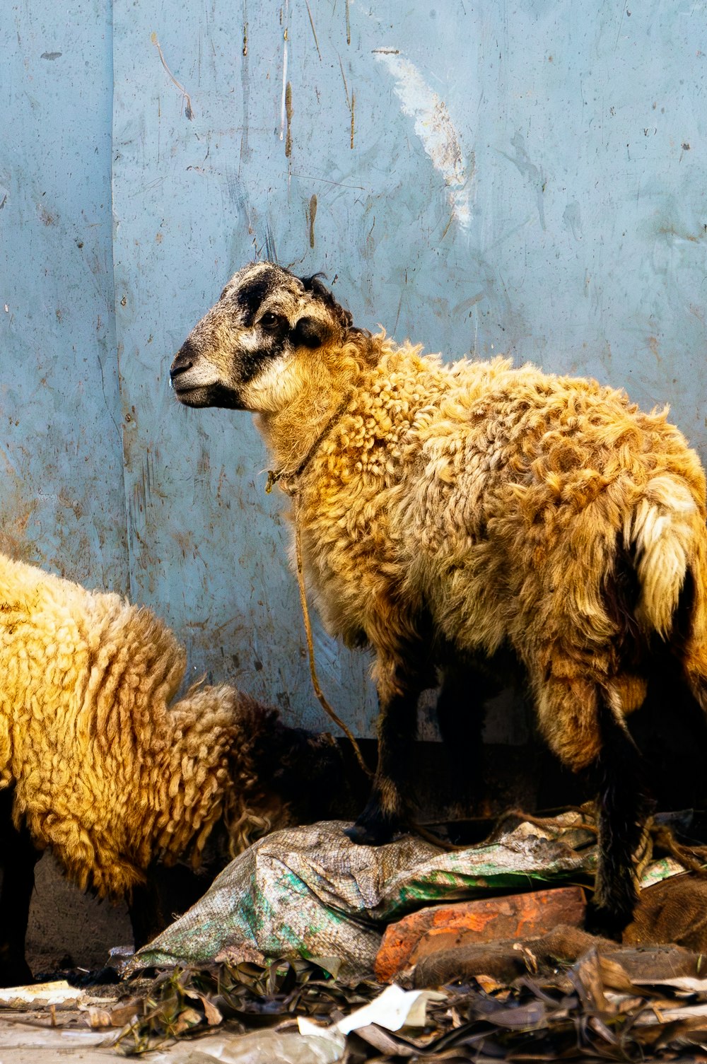 a couple of sheep standing next to each other