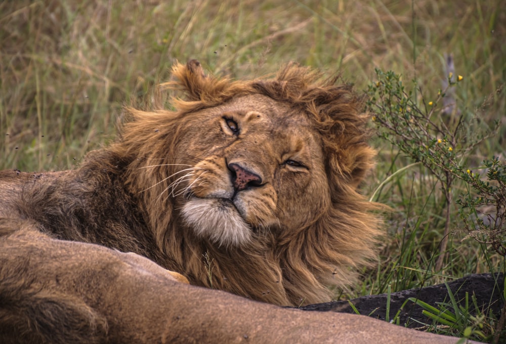 草むらに横たわるライオンの接写