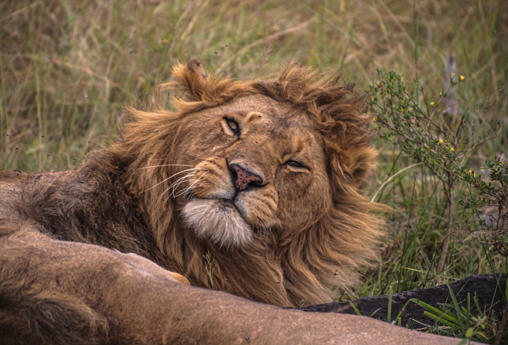 a close up of a lion laying in the grass