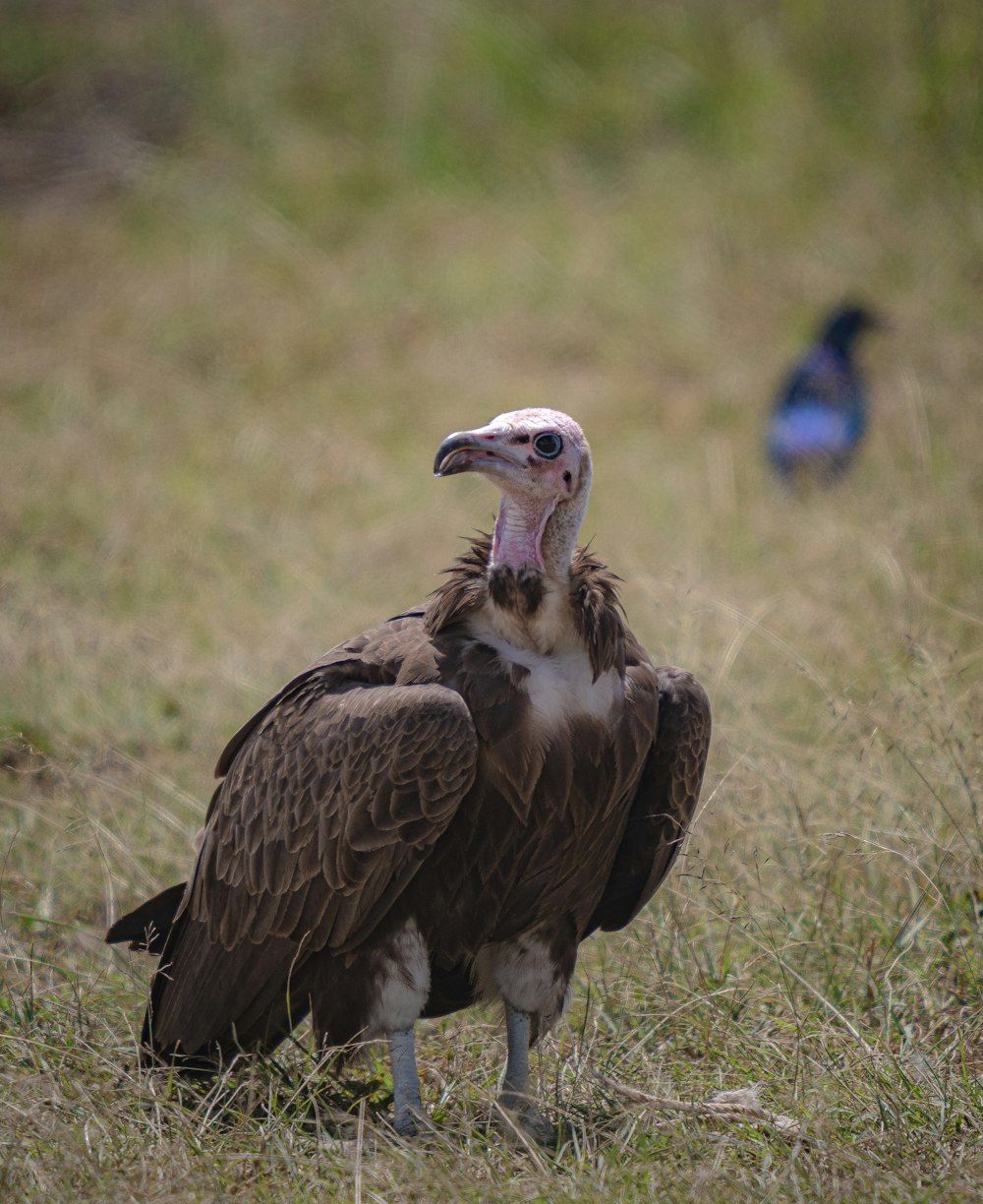 a large bird standing on top of a dry grass field