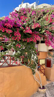 Peaceful villa garden with blooming bougainvillea and seating area