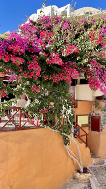 Peaceful villa garden with blooming bougainvillea and seating area