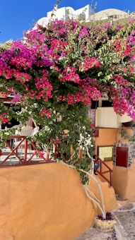 An outdoor setting featuring a lush, vibrant bougainvillea plant with an abundance of pink flowers cascading over a yellow stucco wall. A stone pathway leads past a wooden railing that surrounds a small seating area with chairs and tables.