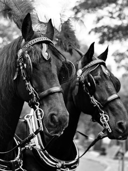 Two horses with ornate harnesses are adorned with feathers on their heads, depicted in a black and white photograph. Their manes are long and well-groomed, and they are positioned side by side, showcasing their bridles and reins in detail.