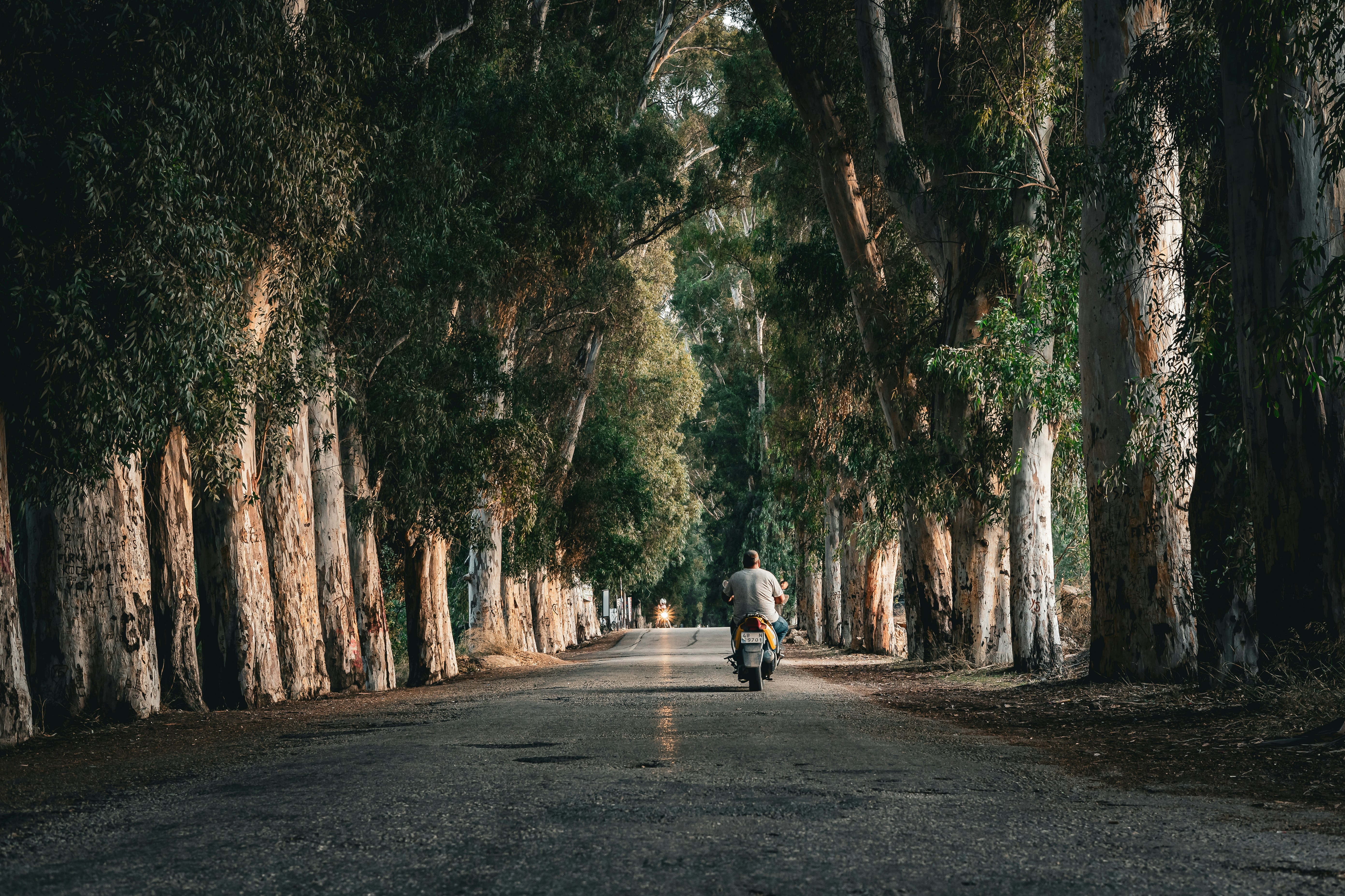 a man riding a motorcycle down a tree lined road