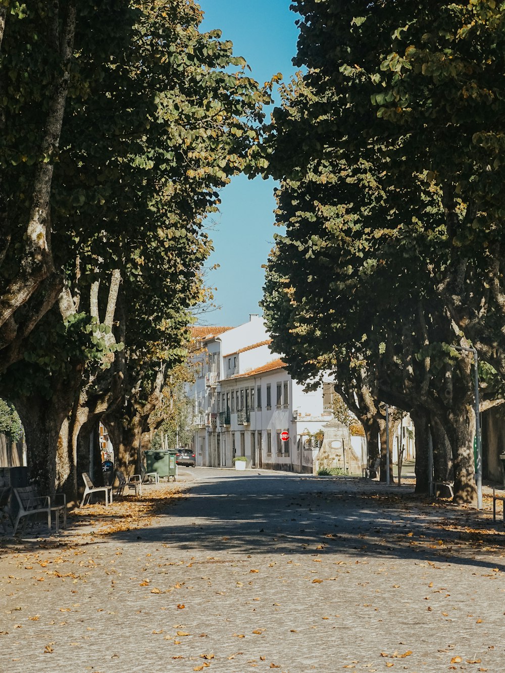 a street lined with trees next to a white building