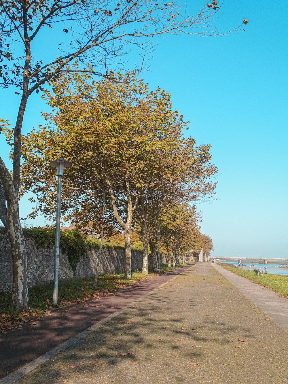 Una strada alberata accanto a uno specchio d'acqua