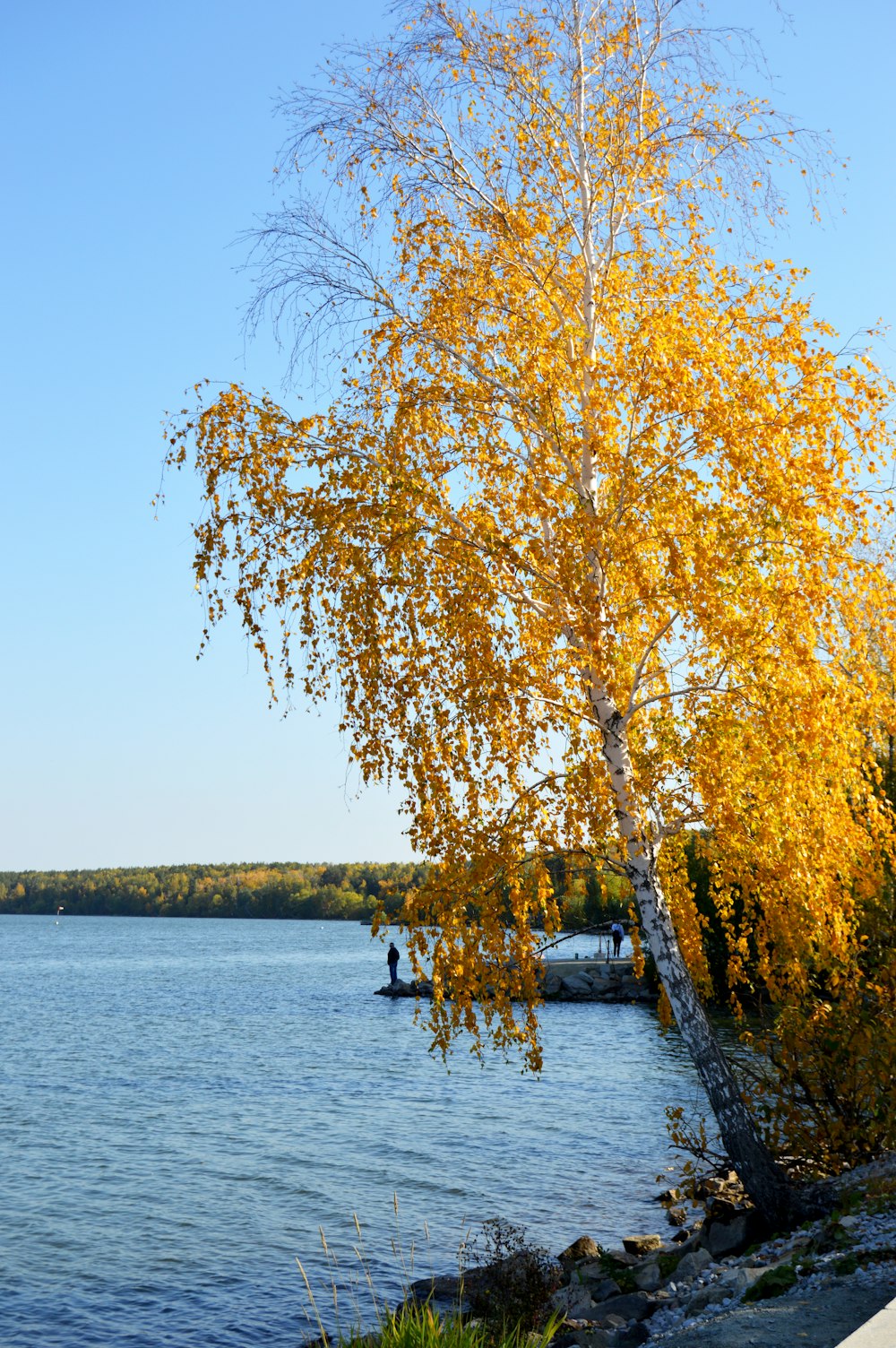 a tree with yellow leaves near a body of water