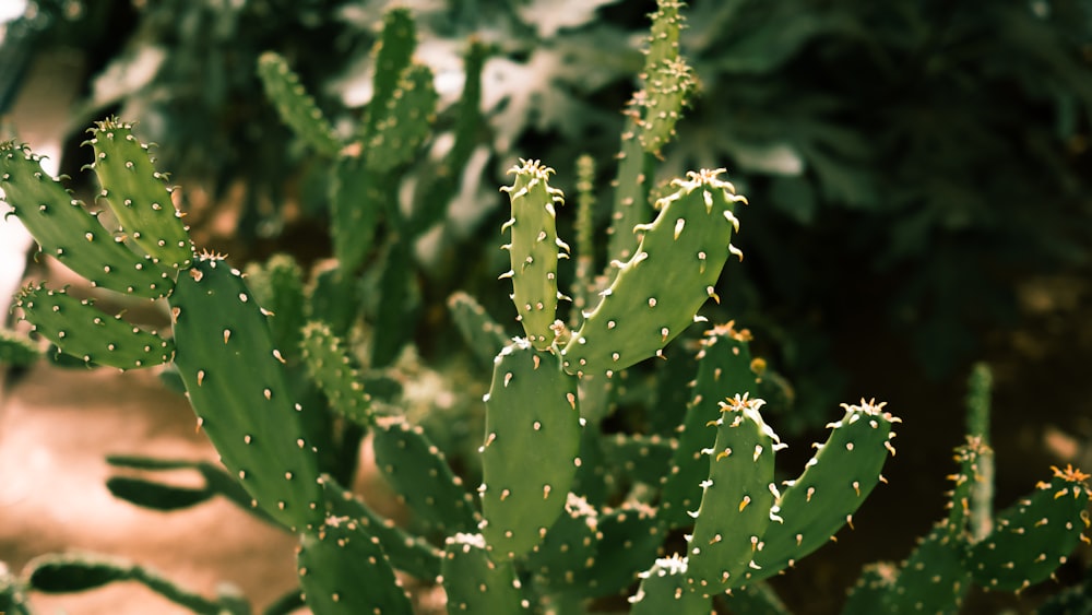 a close up of a green cactus plant