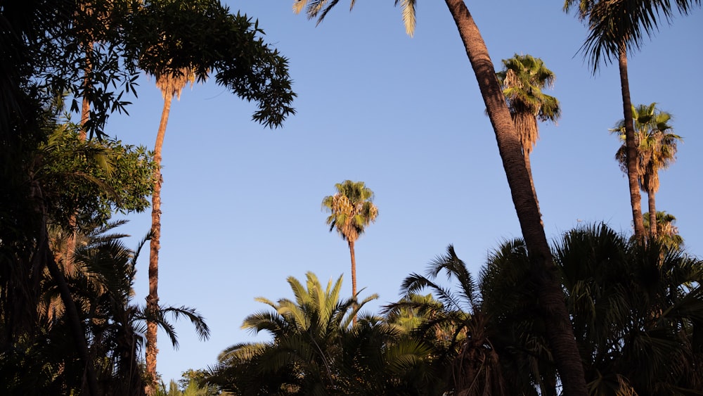 a group of palm trees with a blue sky in the background