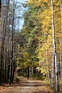 Cyclists riding along a forest trail with autumn leaves