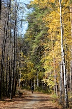 Cyclists riding through a sunlit forest trail with autumn leaves.