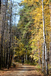 A cyclist riding a gravel bike on a sunlit forest trail lined with autumn leaves.