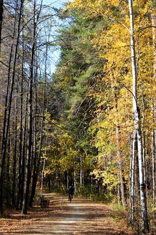 A cyclist riding a gravel bike on a sunlit forest trail lined with autumn leaves.
