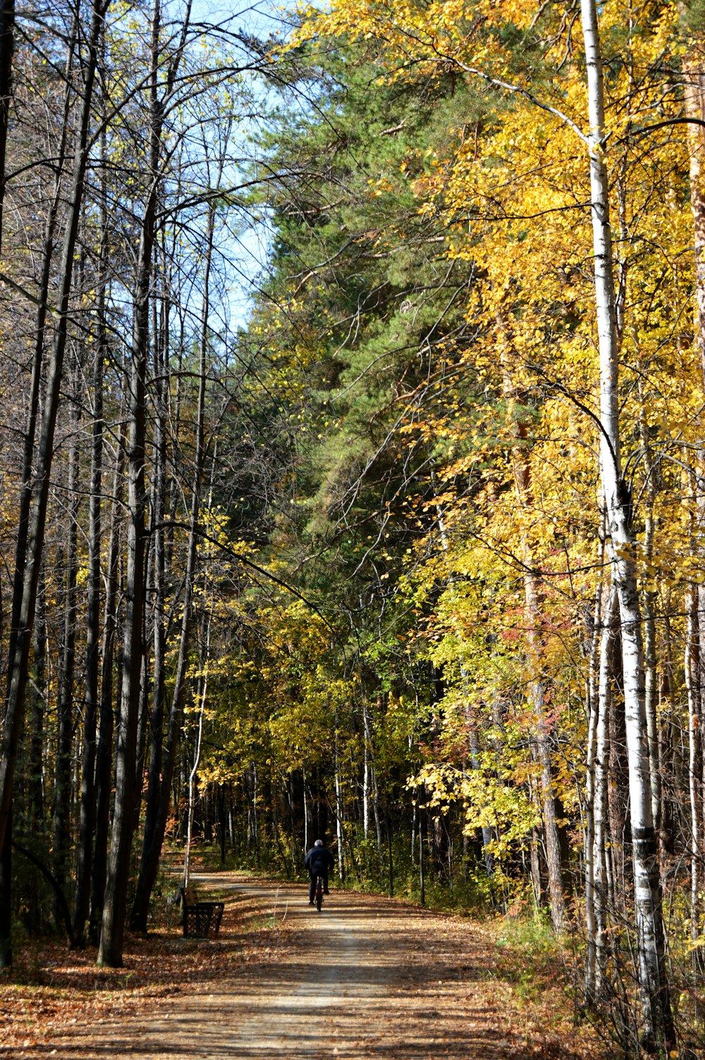 une personne marchant sur un chemin de terre entouré d’arbres