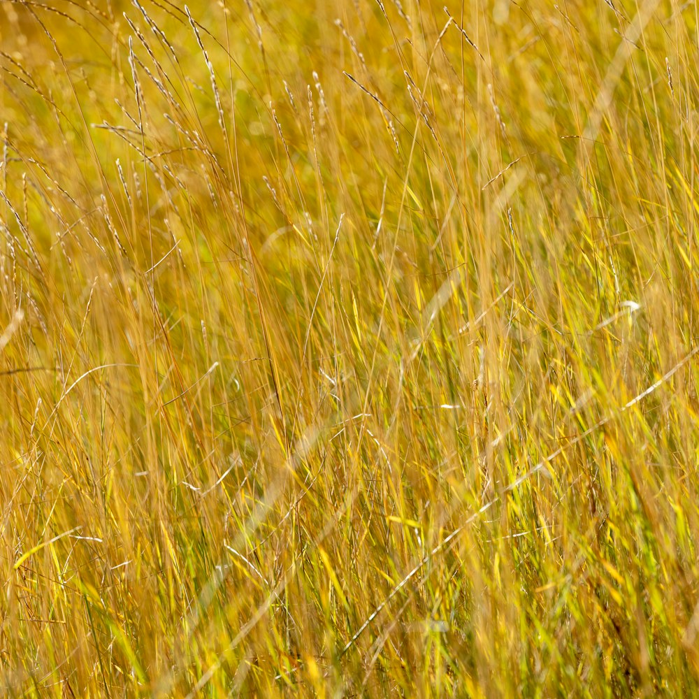 a close up of a field of tall grass