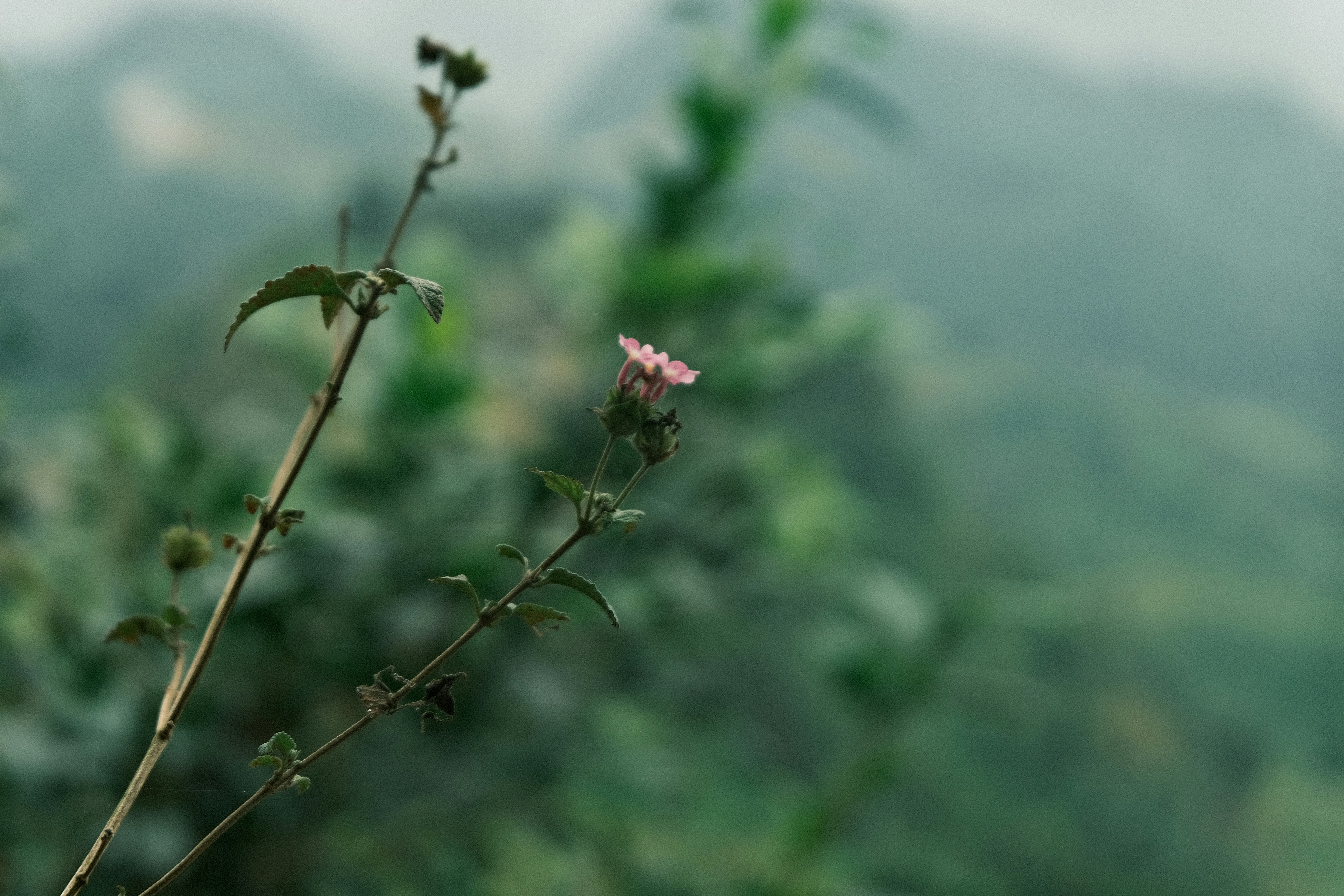 Photo by dvhoang2106