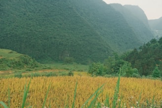 A serene landscape depicting a lush green valley, symbolizing growth and prosperity.