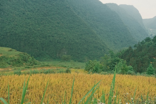 A serene landscape depicting a lush green valley, symbolizing growth and prosperity.