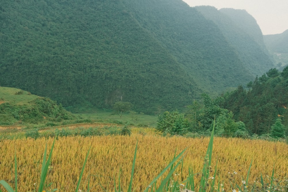 a lush green valley surrounded by tall mountains