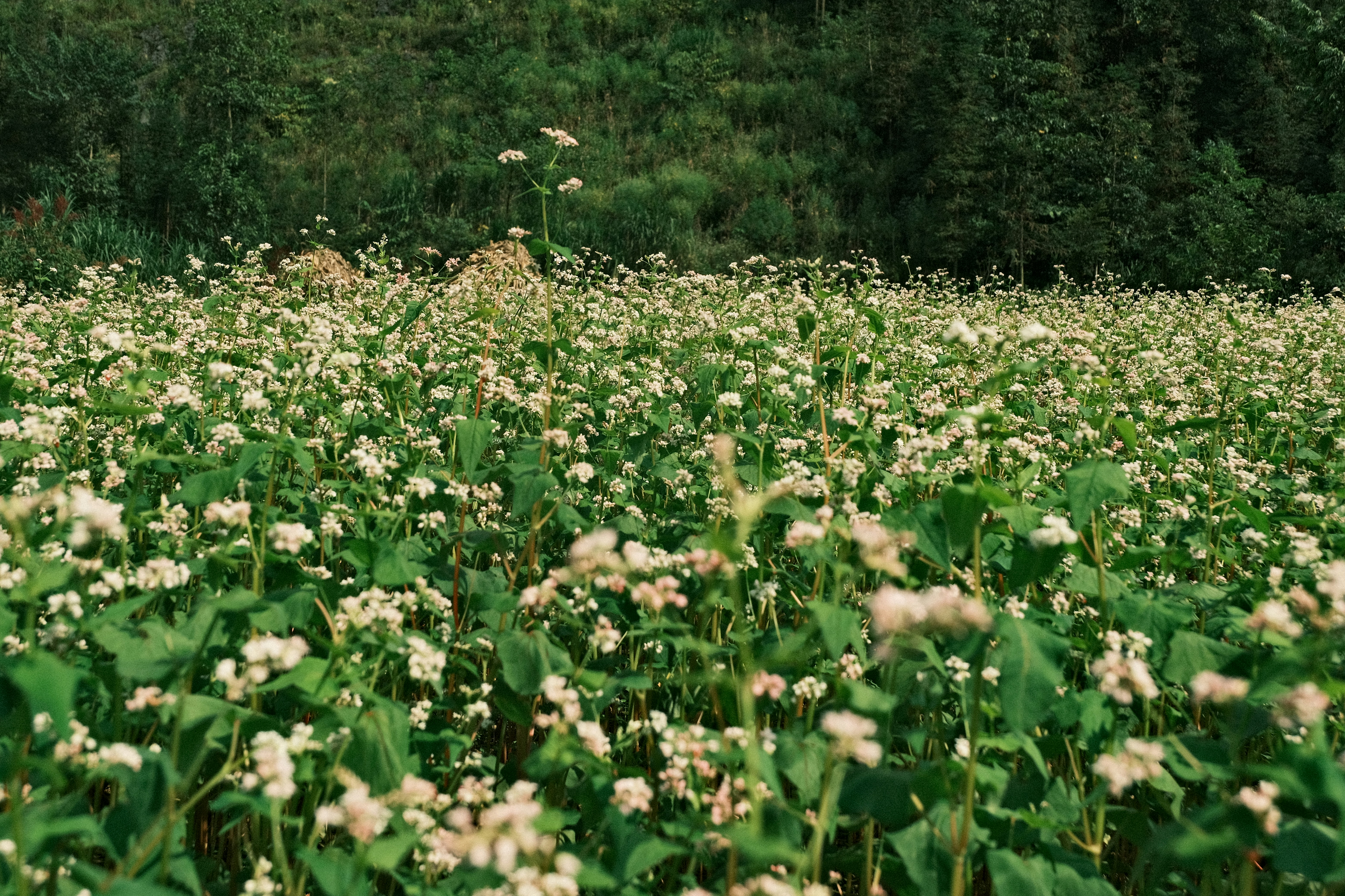 Photo by dvhoang2106