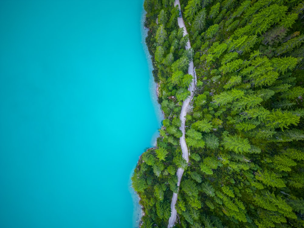 a river running through a lush green forest