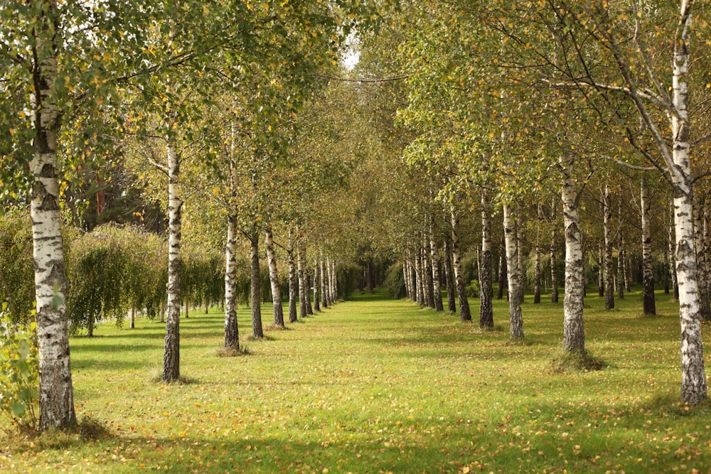 un boschetto di alberi nel mezzo di un campo erboso