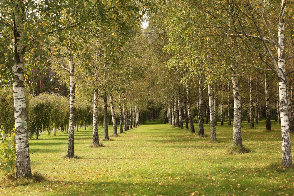 a grove of trees in the middle of a grassy field