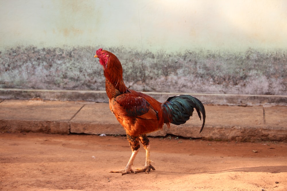 a rooster standing on a dirt ground next to a wall