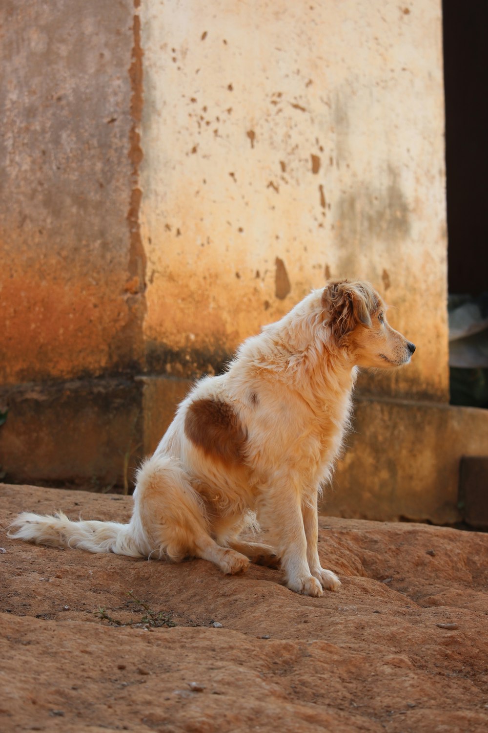 a brown and white dog sitting on top of a dirt field