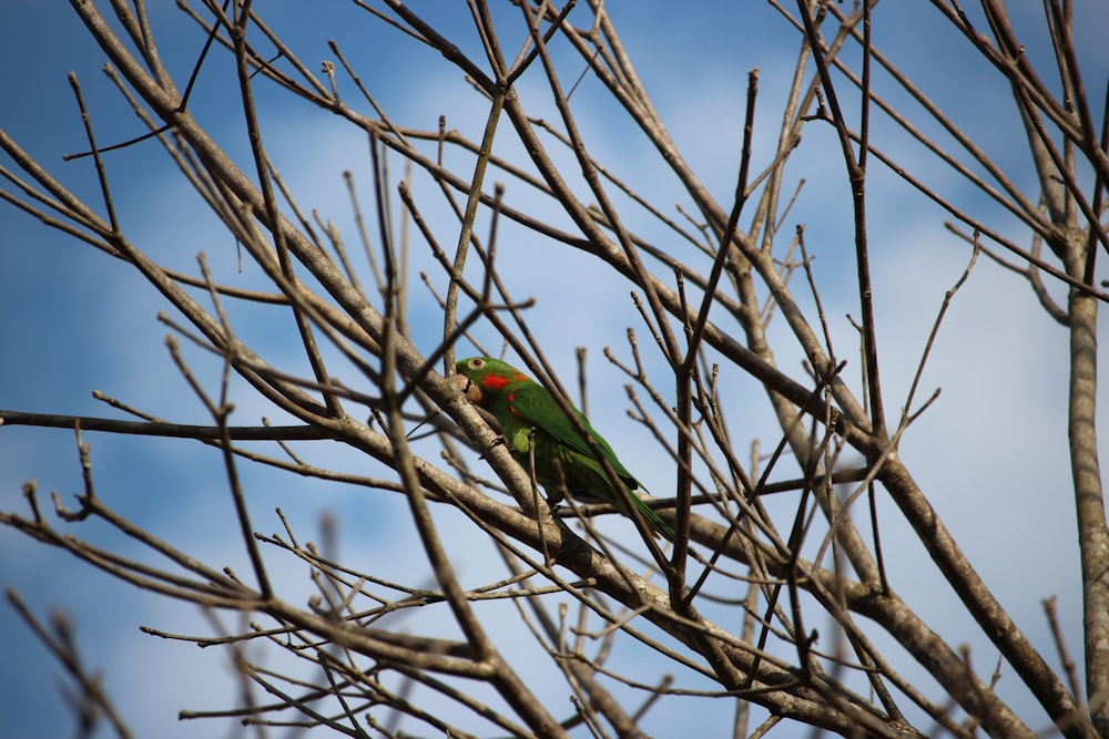 a green bird sitting on top of a tree branch