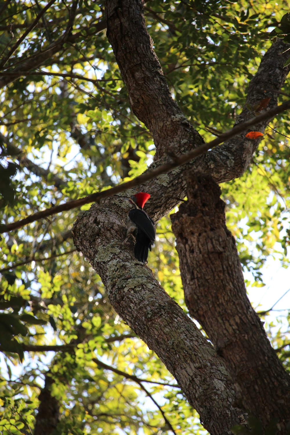 a red and black bird perched on a tree branch