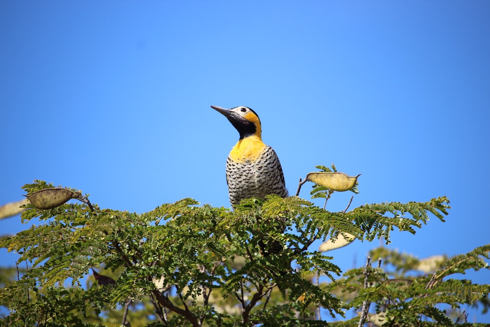 a bird sitting on top of a tree branch