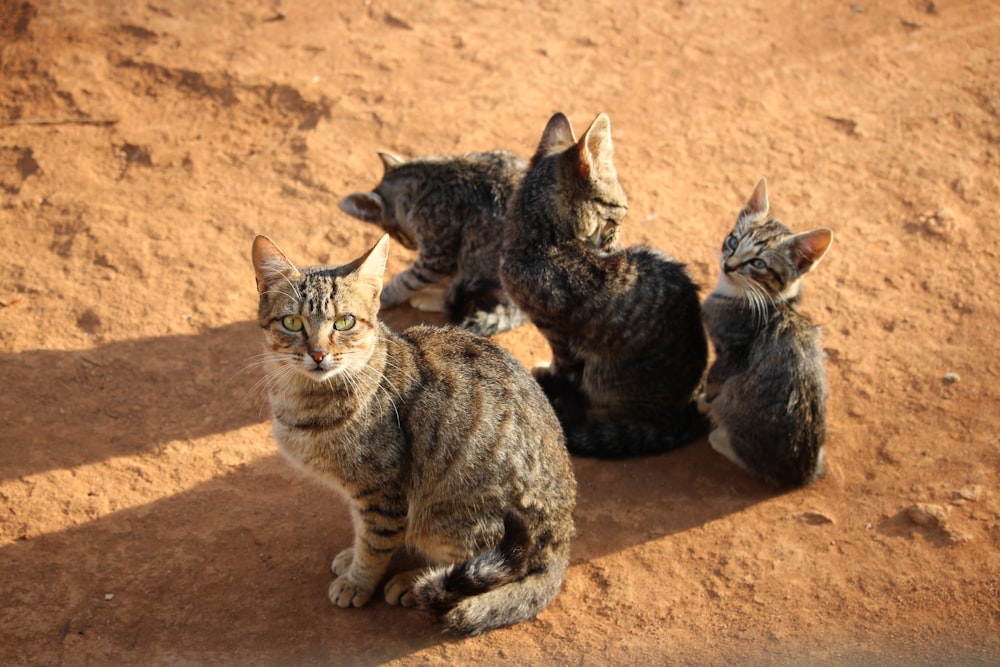 a group of cats sitting on top of a dirt field
