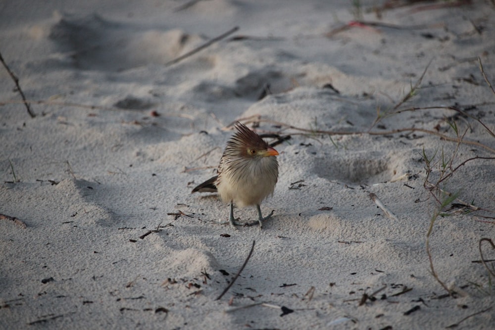 a small bird standing on top of a sandy beach