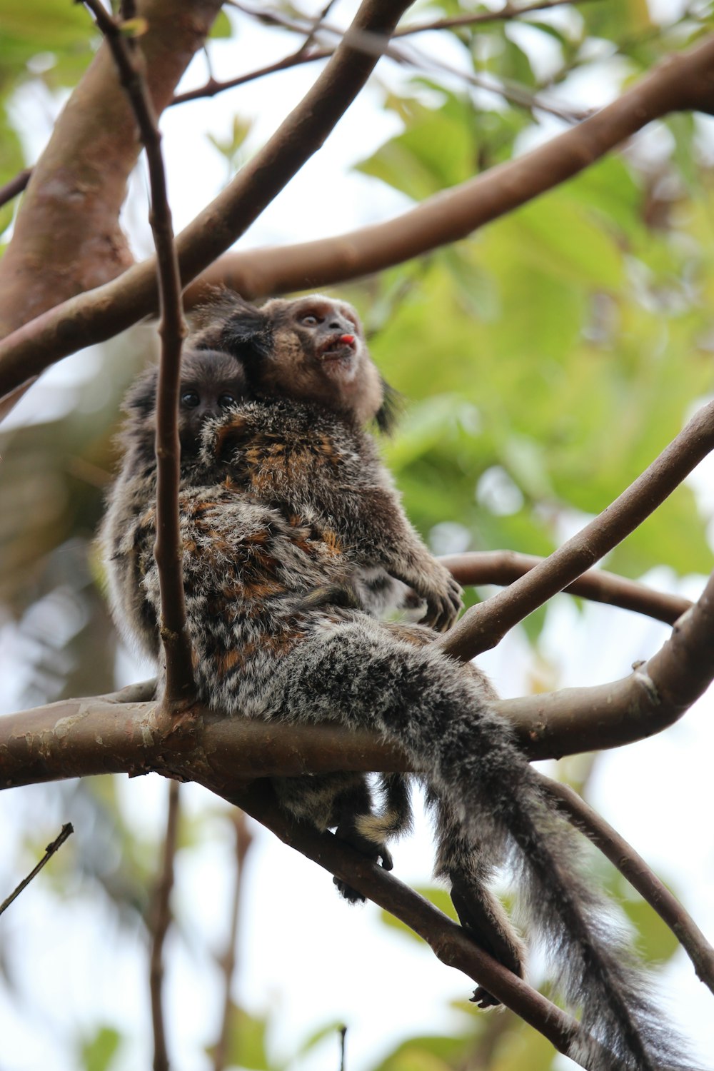 a monkey sitting in a tree with its eyes closed