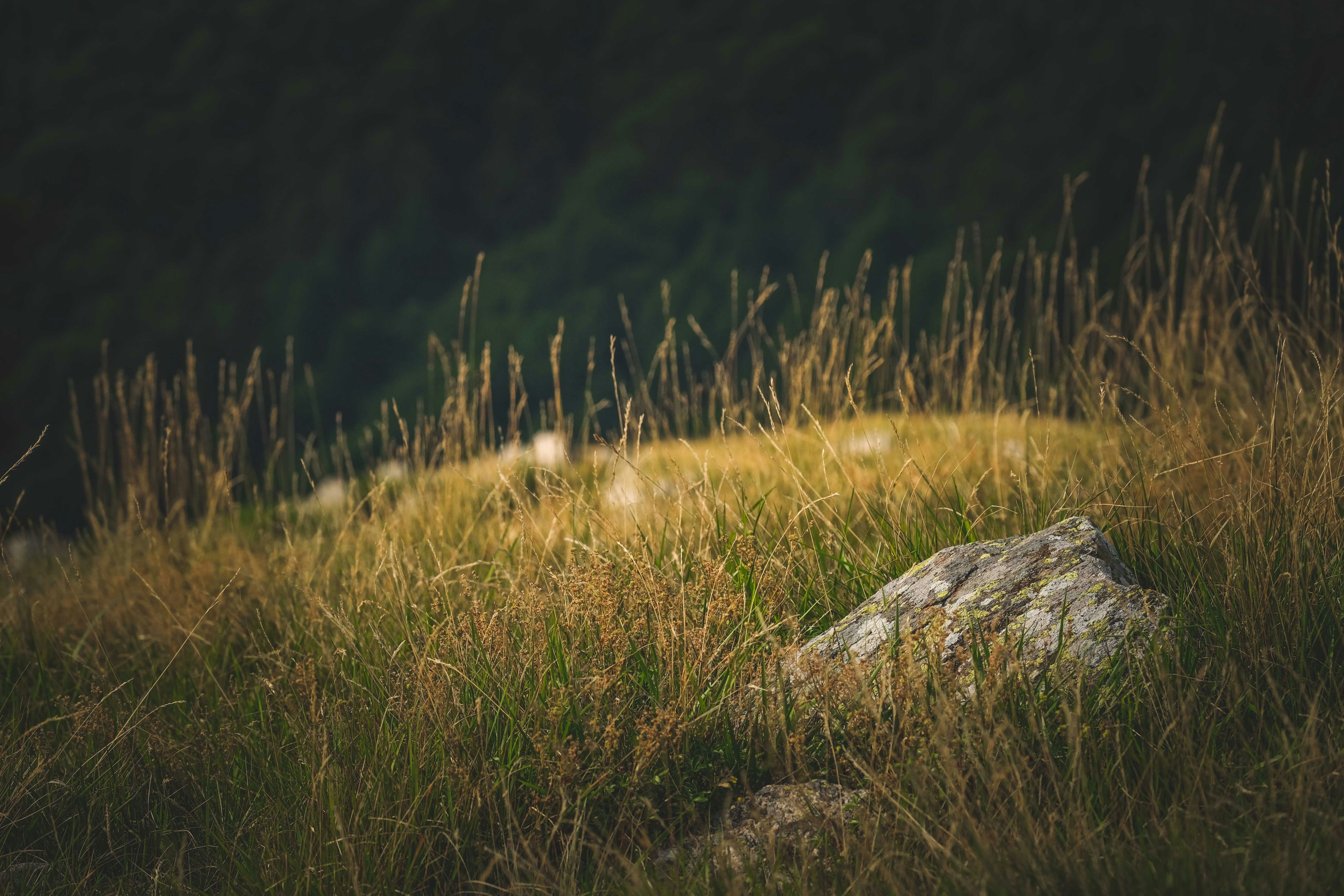 Photo by francesco_ungaro