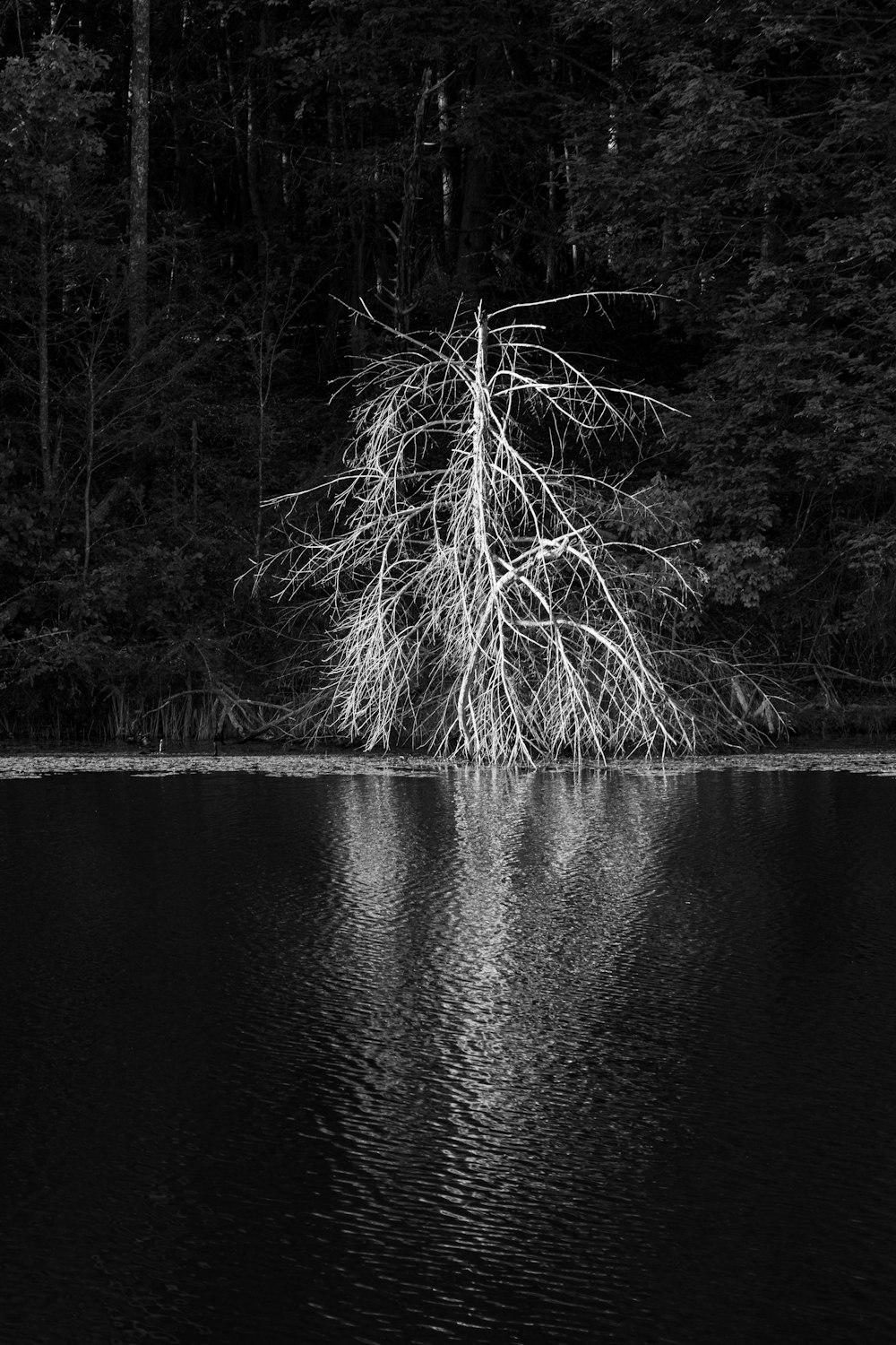 uma foto em preto e branco de uma árvore no meio de um lago