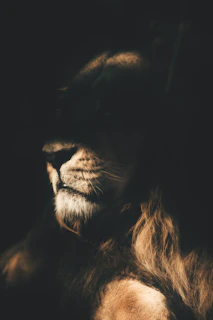 a close up of a lion's face in the dark