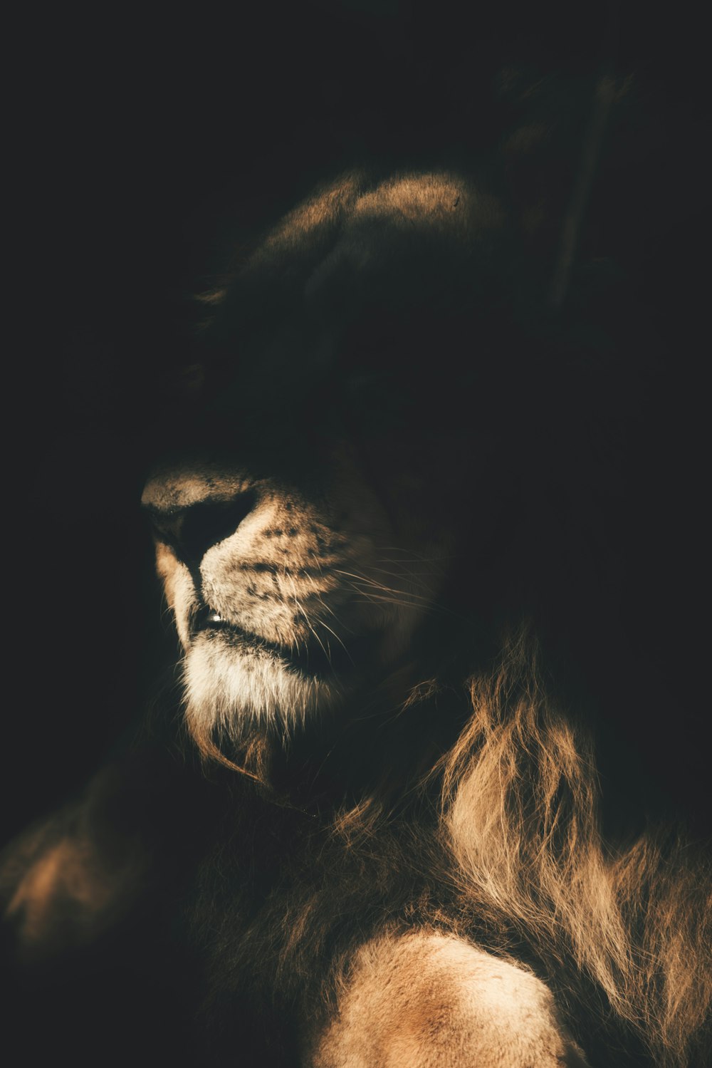 a close up of a lion's face in the dark