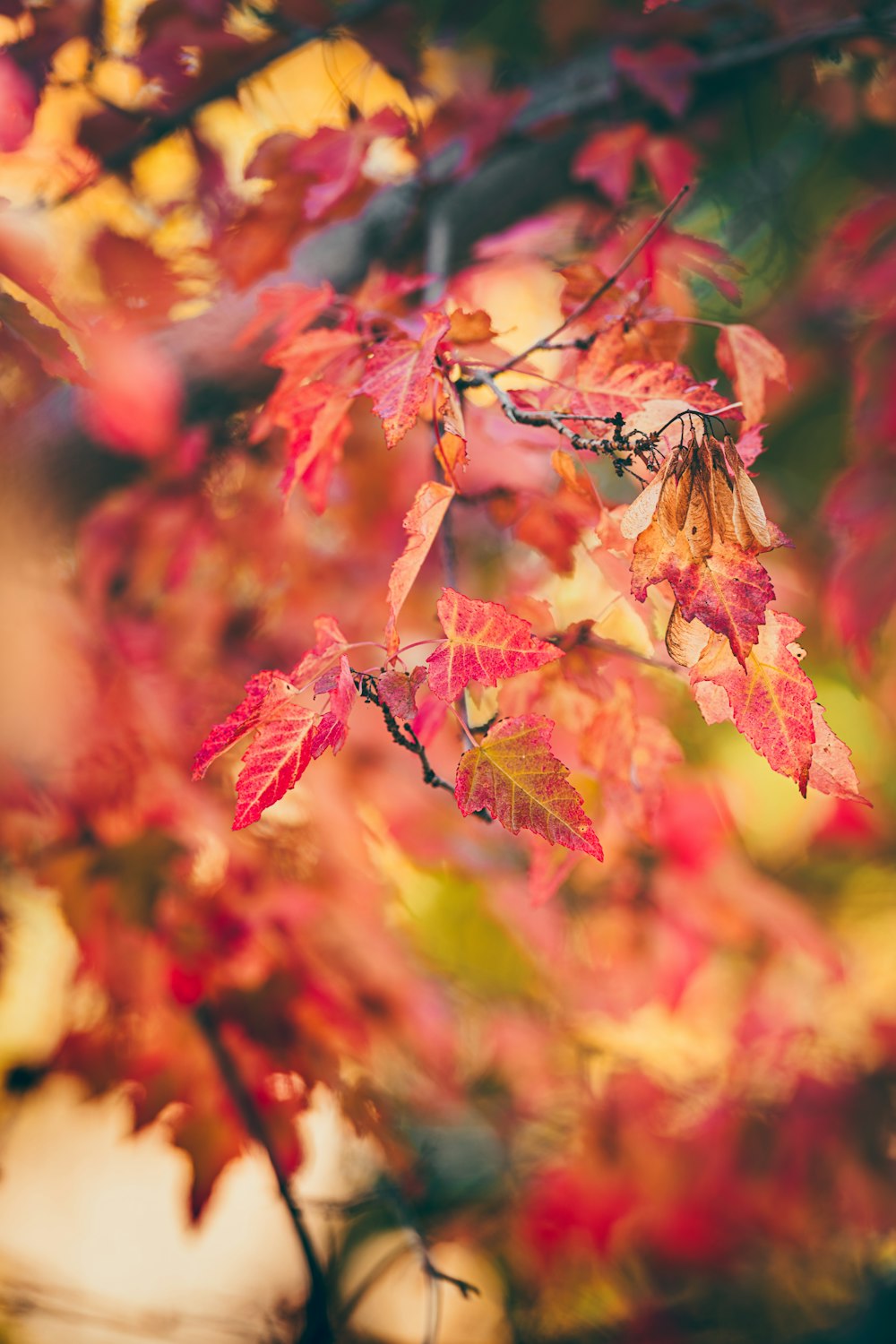 a close up of a tree with red leaves