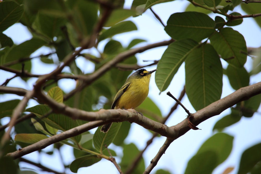 a small yellow bird perched on a tree branch