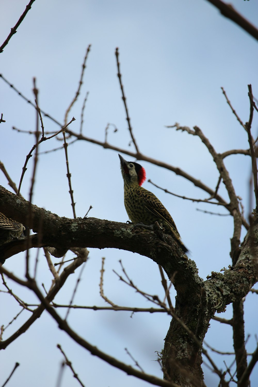 a bird sitting on a branch of a tree