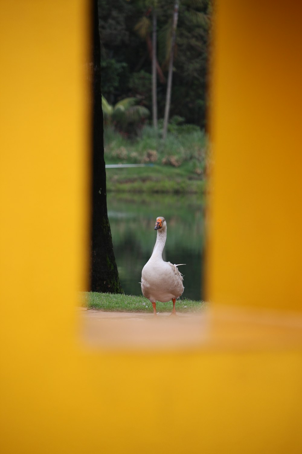 a white duck standing on top of a lush green field