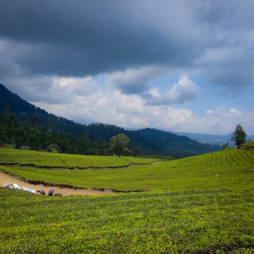 A lush green tea plantation stretches across rolling hills, with rows of neatly trimmed tea plants extending into the distance. Dark storm clouds loom overhead, casting a dramatic contrast against the vibrant greenery. A group of workers appears to be laboring in the field, surrounded by bags, amidst a backdrop of dense forest and mountains, partially shrouded in mist.